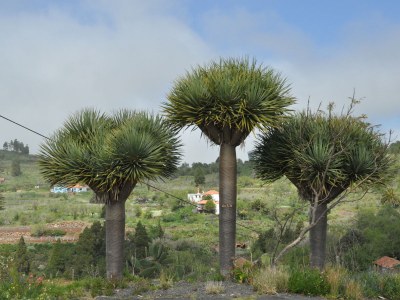 Holiday house Casa Azul near Los Llanos - Environment photo 20