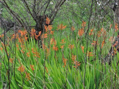 Holiday house Casa Azul near Los Llanos - Environment photo 21