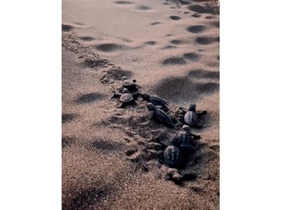 Villa Elia Komos - Environment photo 40