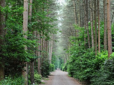 Holiday park Chalet im Parc de Kievit mit großem Garten - Environment photo 13