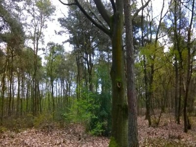 Holiday park Chalet im Parc de Kievit mit großem Garten - Environment photo 20