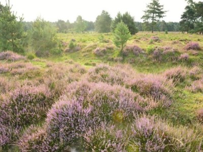 Holiday park Chalet im Parc de Kievit mit Garten - Environment photo 32