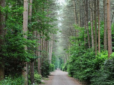 Holiday park Chalet in Holiday Park with Private Terrace - Environment photo 22