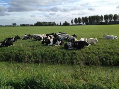 Holiday house Bungalow in South Holland with Private Jetty - Environment photo 29