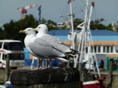 Holiday apartment Hohe Lith 34 - Environment photo 18