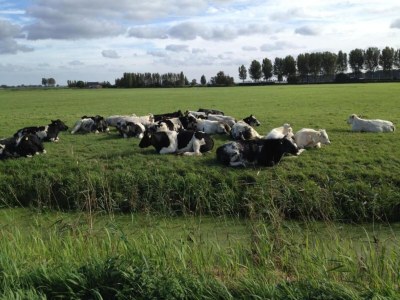 Holiday house Bungalow by Water near Rotterdam - Environment photo 30