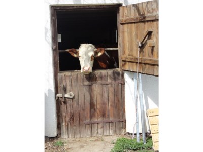 Holiday house Wooden holiday house on a farm - Environment photo 12