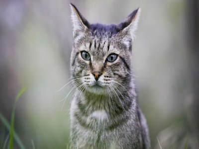 Apartment Elegant Tuscan Retreat in Sorano - Outdoor photo 40