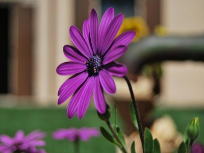 Apartment Wohnung in Marche mit Pool & Weintouren - Outdoor photo 37