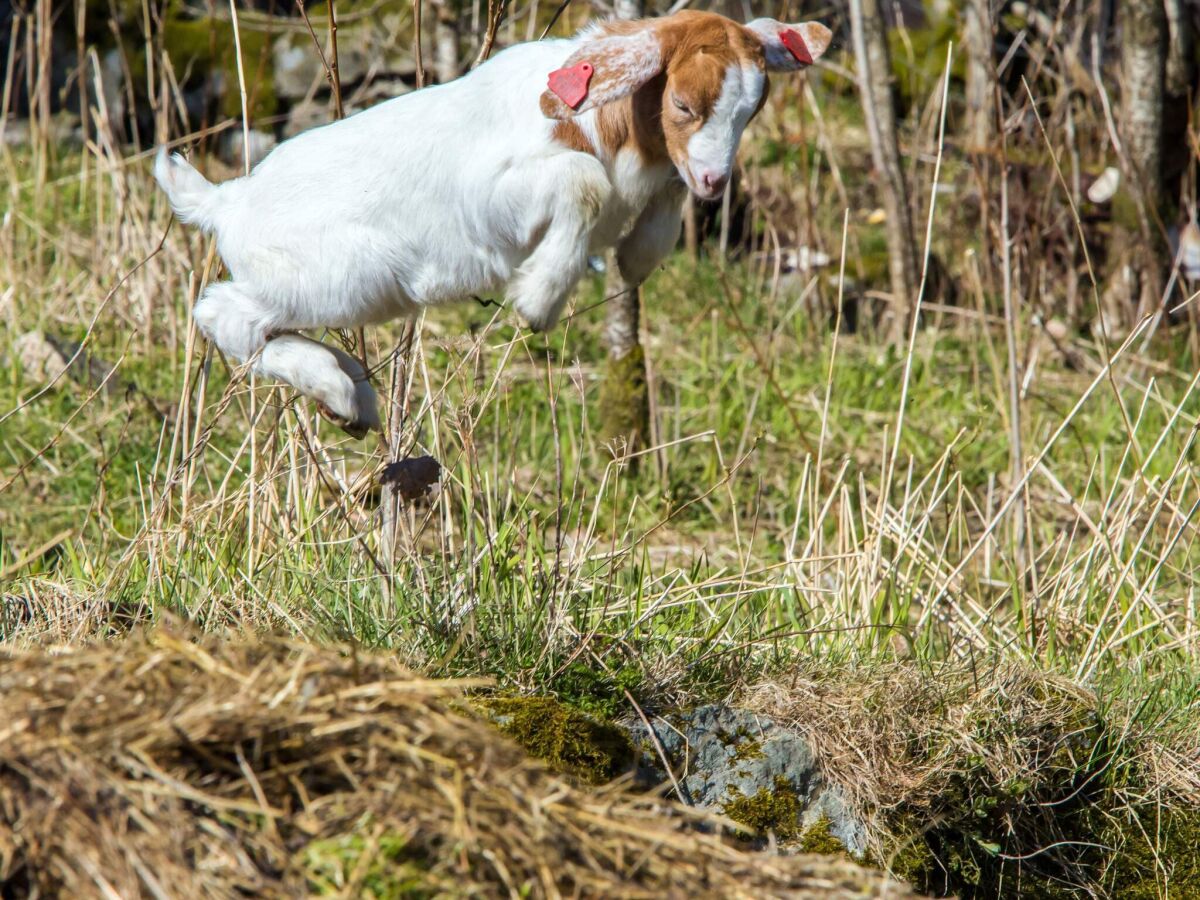Holiday house 7 Personen Ferienhaus in lyngdal - Outdoor photo 3