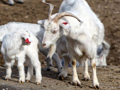 Holiday house 7 Personen Ferienhaus in lyngdal - Outdoor photo 14