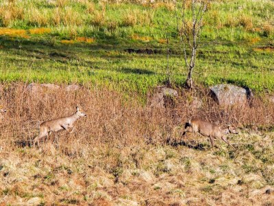 Holiday house 7 Personen Ferienhaus in lyngdal - Outdoor photo 23