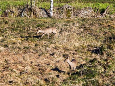 Holiday house 7 Personen Ferienhaus in lyngdal - Outdoor photo 26
