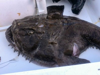 Holiday house 12 person holiday home in Davik - Outdoor photo 61