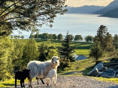 Holiday house 12 person holiday home in Davik - Outdoor photo 84