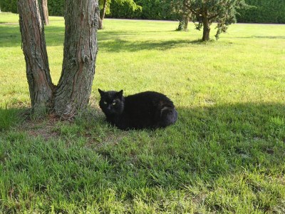 Holiday house Doppelhaushälfte, Plau am See - Environment photo 9