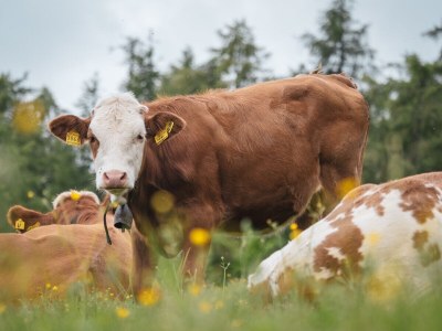 Holiday apartment 'Sottla' with sauna & whirlpool - Environment photo 21