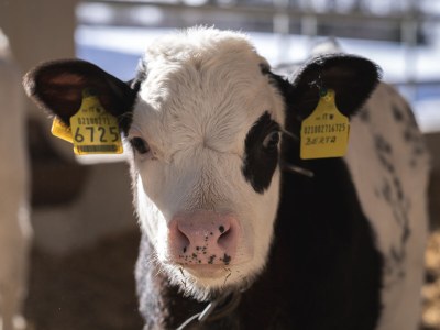 Holiday apartment 'Sottla' with sauna & whirlpool - Environment photo 24