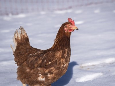 Holiday apartment 'Sottla' with sauna & whirlpool - Environment photo 26