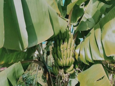 Holiday house Villa in Porto da Cruz with Ocean Views - Outdoor photo 6