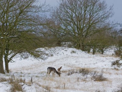 Holiday house Vakantiehuis nr 16 - Environment photo 21