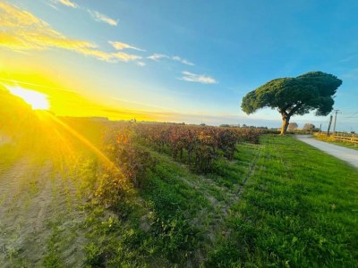 Holiday park Maisonette in Aigues-Mortes near Camargue - Environment photo 16