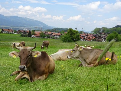 Holiday apartment Rubihorn - Environment photo 20