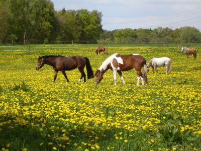 Holiday apartment 'Am Barschsee' - Environment photo 37