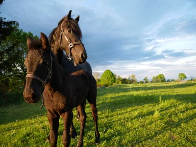 Holiday apartment 'Am Barschsee' - Environment photo 40
