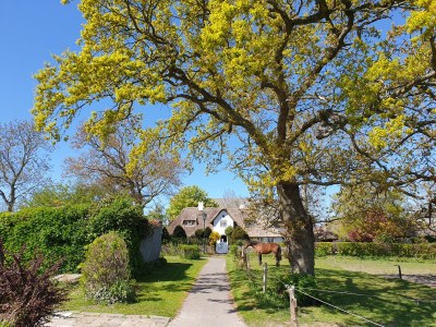 Holiday apartment "ual skinne" - Brarenhof - Environment photo 33