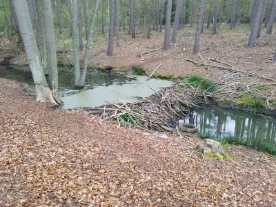 Holiday house Neubert - Environment photo 25