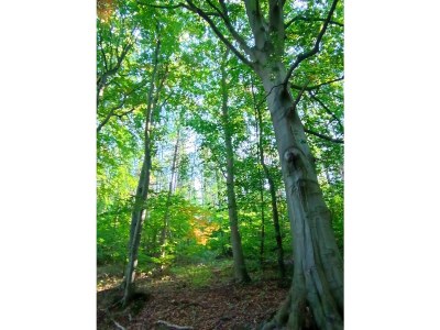 Holiday house Neubert - Environment photo 33