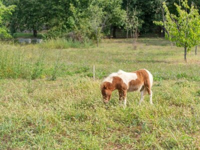 Villa My Vladan - Environment photo 49