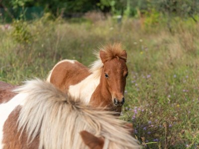 Villa My Vladan - Environment photo 50