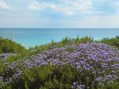 Villa Villa La Samia - Environment photo 34