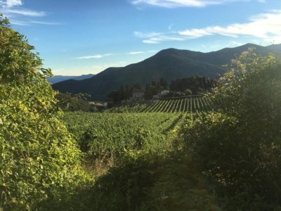 Farmhouse Peaceful farmhouse in Dicomano - Environment photo 21