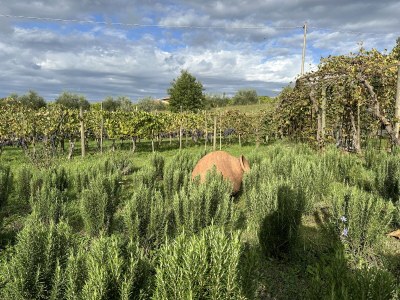 Holiday apartment Fornace - Outdoor photo 9