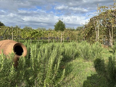 Holiday apartment Fornace del Conte - Molino - Outdoor photo 14