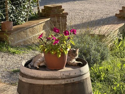 Holiday apartment Fornace del Conte - Vigneto - Outdoor photo 5