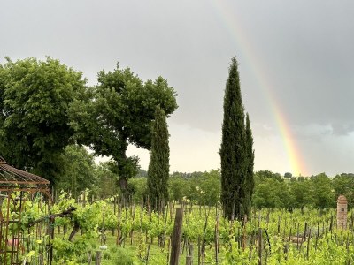 Holiday apartment Fornace del Conte - Vigneto - Outdoor photo 14