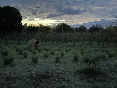 Holiday apartment Fornace del Conte - Vigneto - Outdoor photo 26