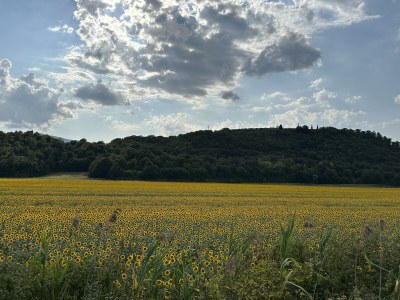 Holiday apartment Fornace del Conte - Vigneto - Environment photo 35