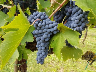 Holiday apartment Fornace del Conte - Elefantino - Outdoor photo 11