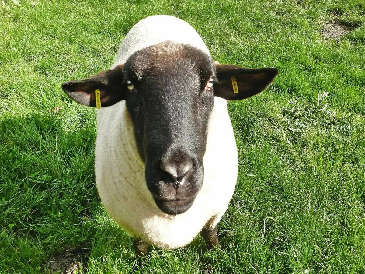 Apartment Ferienhof Landhaus Markus, Süderschwei - Outdoor photo 2