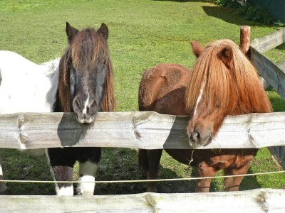 Apartment Ferienhof Landhaus Markus, Süderschwei - Environment photo 12