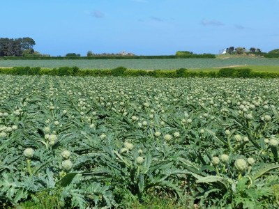 Holiday house Ferienhaus in der Bretagne mit Meerblick - Environment photo 16