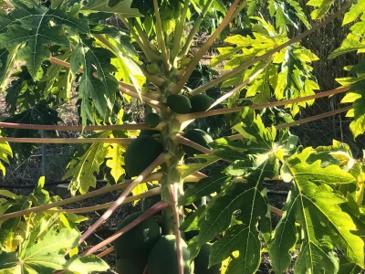 Bungalow Eco Banana Home - Outdoor photo 6