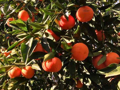 Bungalow Eco Banana Home - Outdoor photo 8