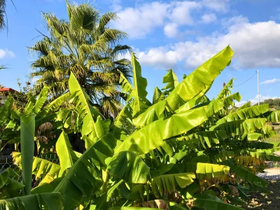 Bungalow Eco Banana Home - Outdoor photo 10