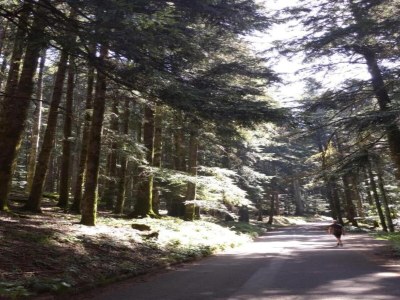 Holiday house Rustic Holiday Home, Ortignano - Environment photo 24